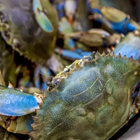 espèces invasives