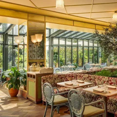 Golden Poppy Golden Poppy