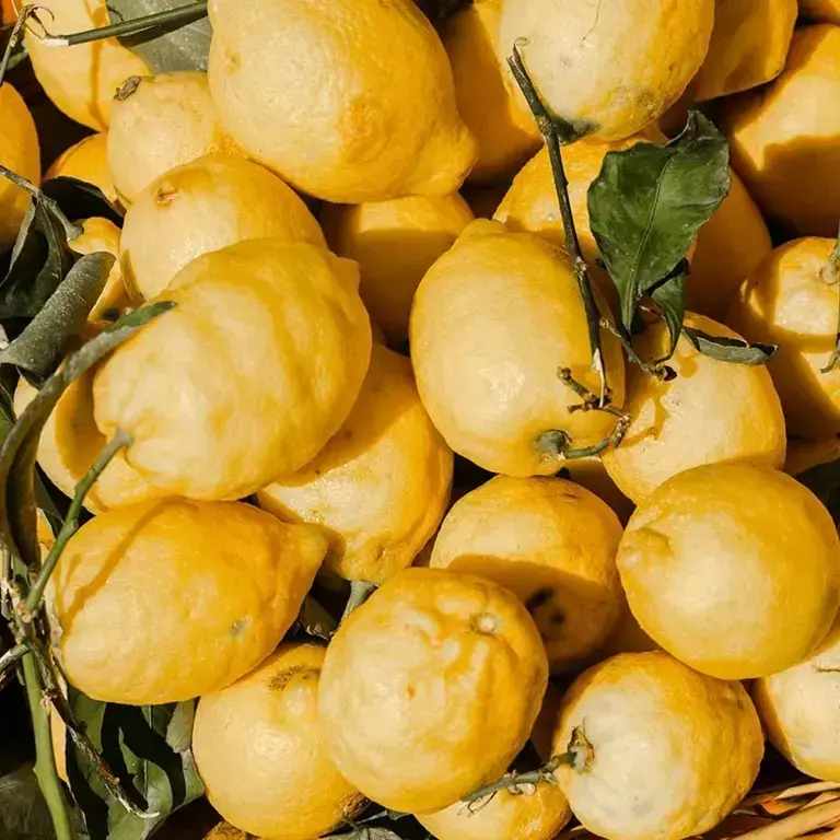 Citrons - Le Guépard