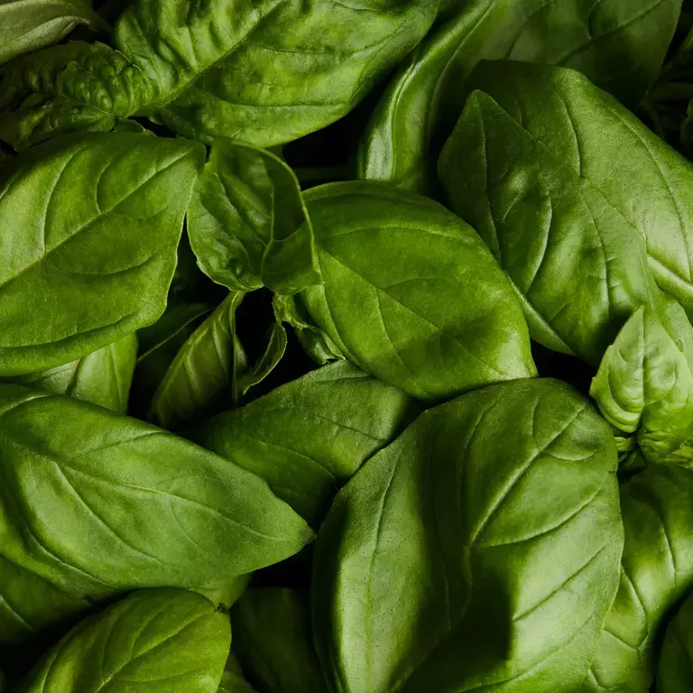 comment conserver du basilic frais – Fine Dining Lovers