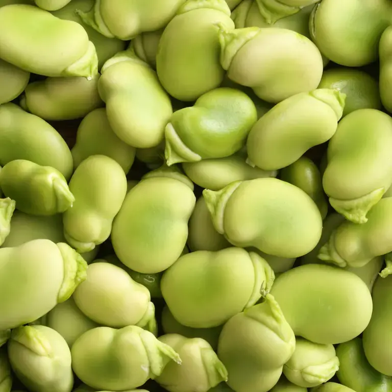 Cuisson des fèves -Finedininglovers