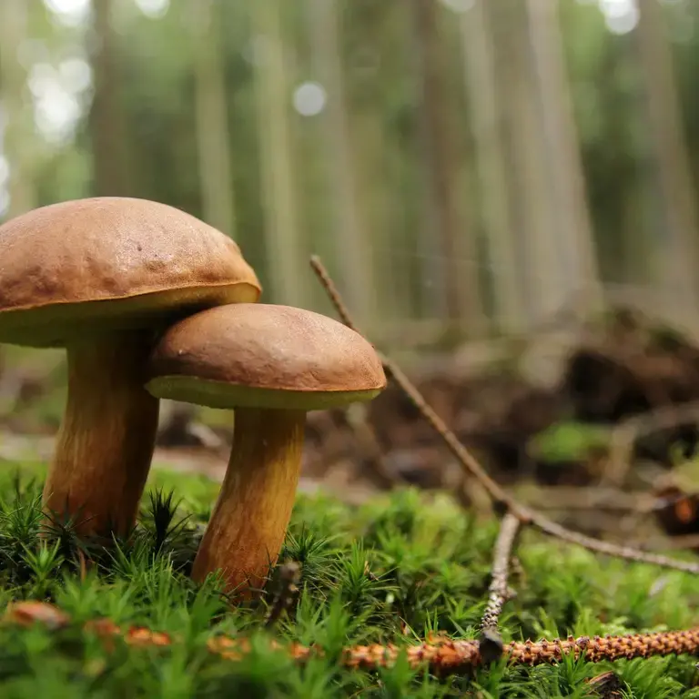 Les différents types de champignons comestibles
