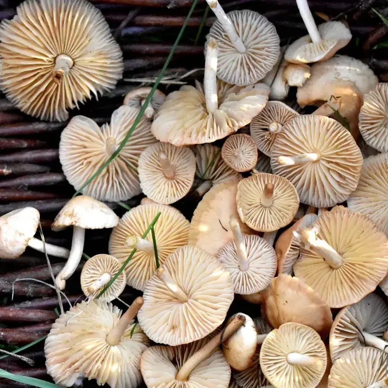 Marasme des Oréades