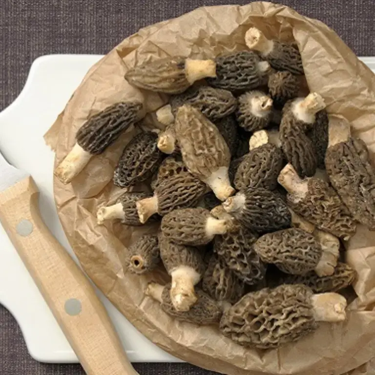 Comment conserver les morilles : nos meilleurs conseils