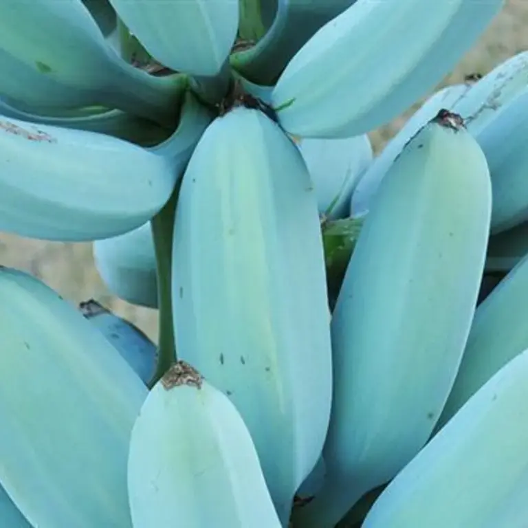 Blue Java : la banane au goût de glace à la vanille