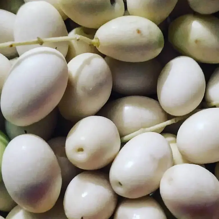 Qu'est-ce que l'olive blanche