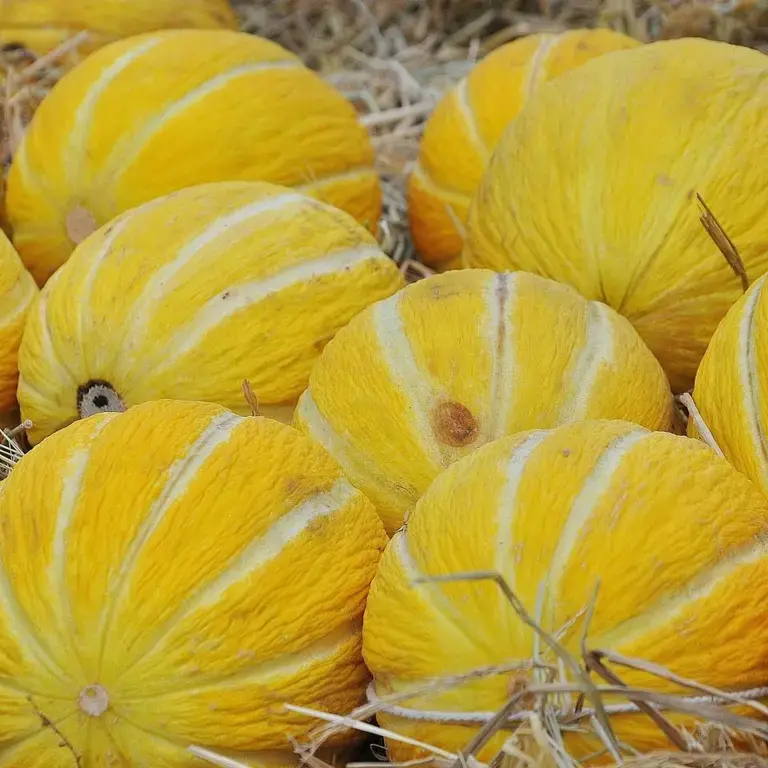 melon jaune
