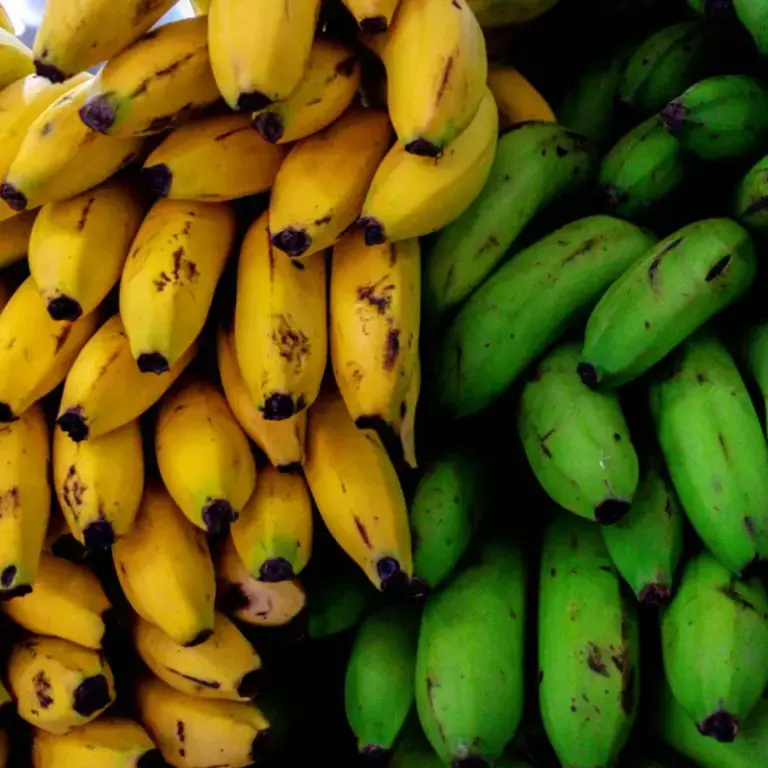bananes et bananes plantains