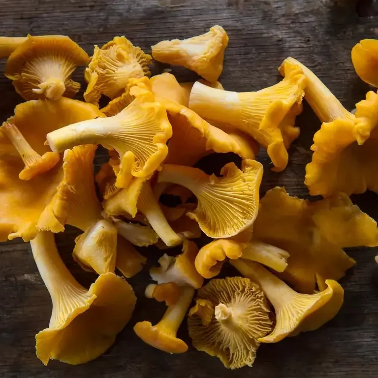 cantharellus champignons - Fine Dining Lovers