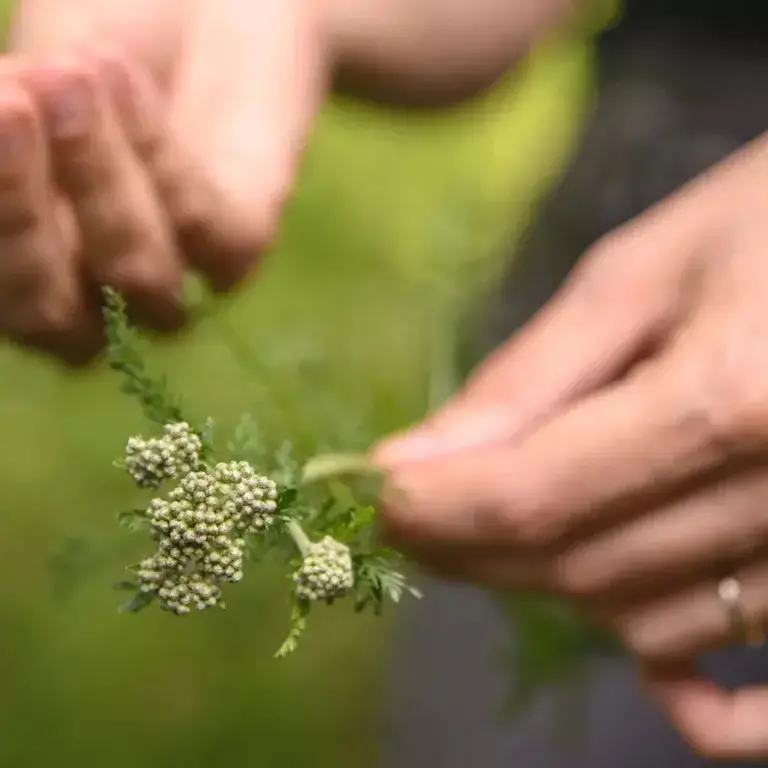 Comment utiliser les herbes sauvages en cuisine ?