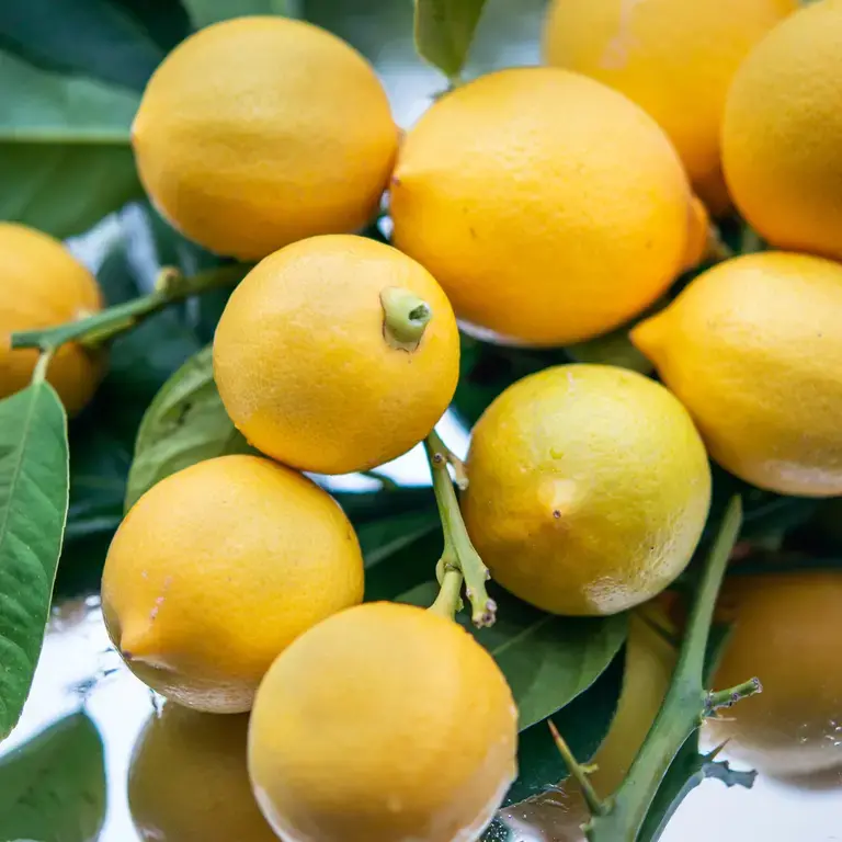 variétés de citrons