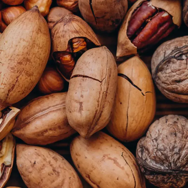 différentes sortes de noix infographie