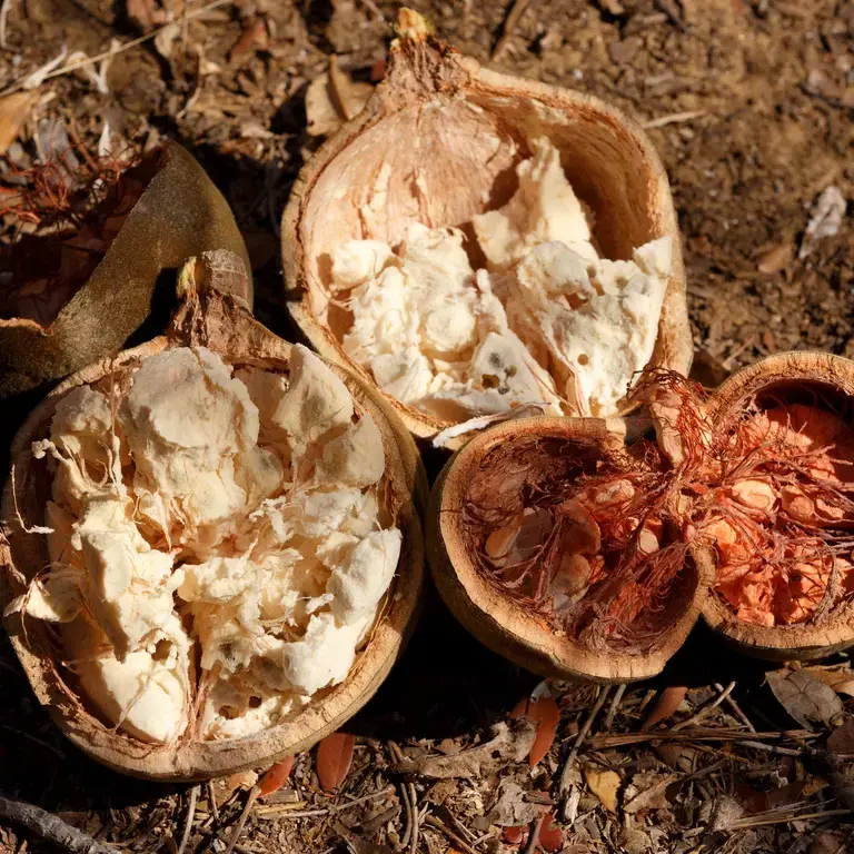 Fruit du baobab