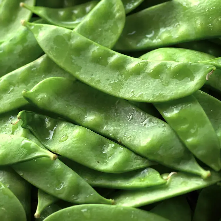 haricots verts plats