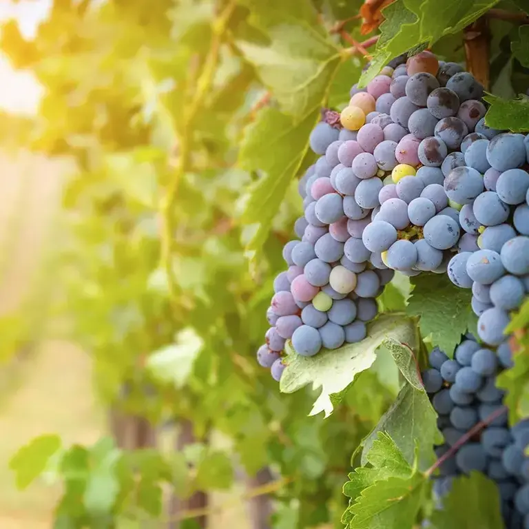 Régions viticoles peu connues dans le monde