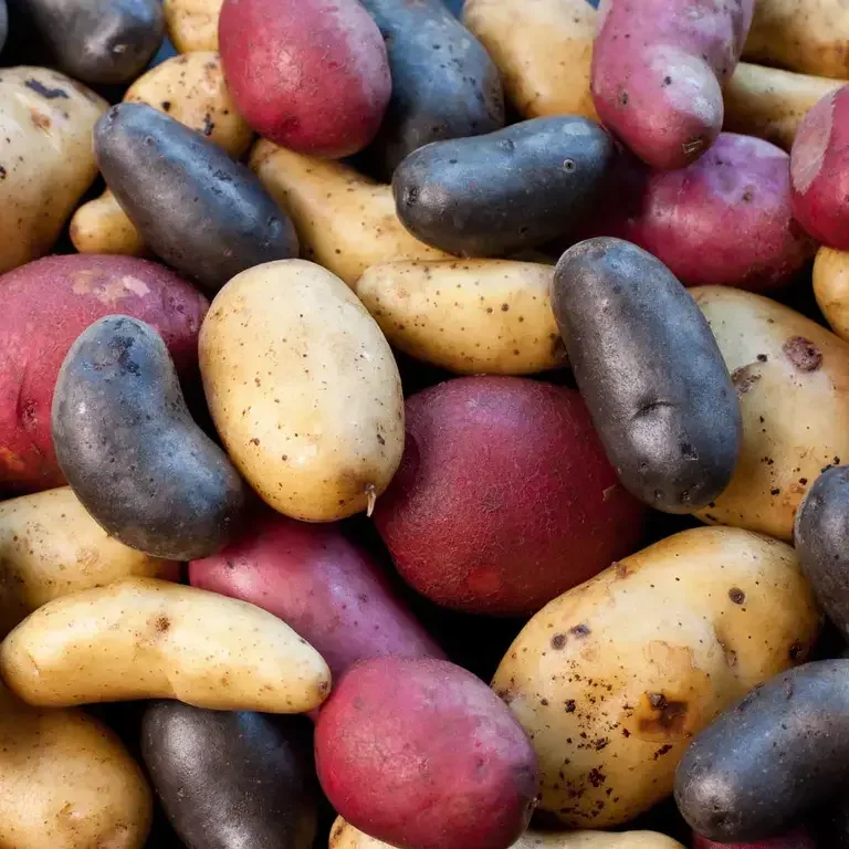 variétés de pommes de terre - infographie