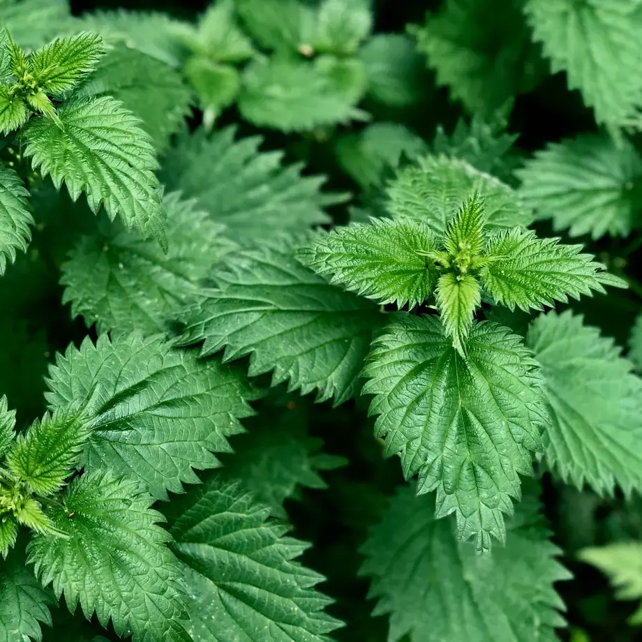 comment cuisiner les orties