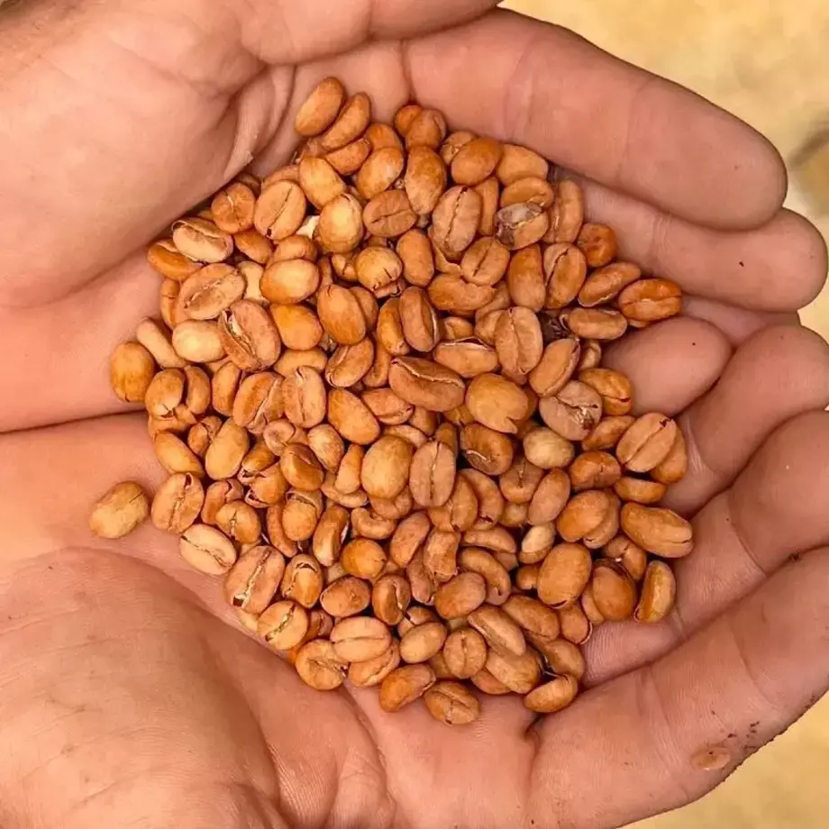 Colombia, grains de café