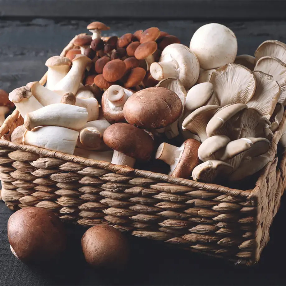 conserver champignon