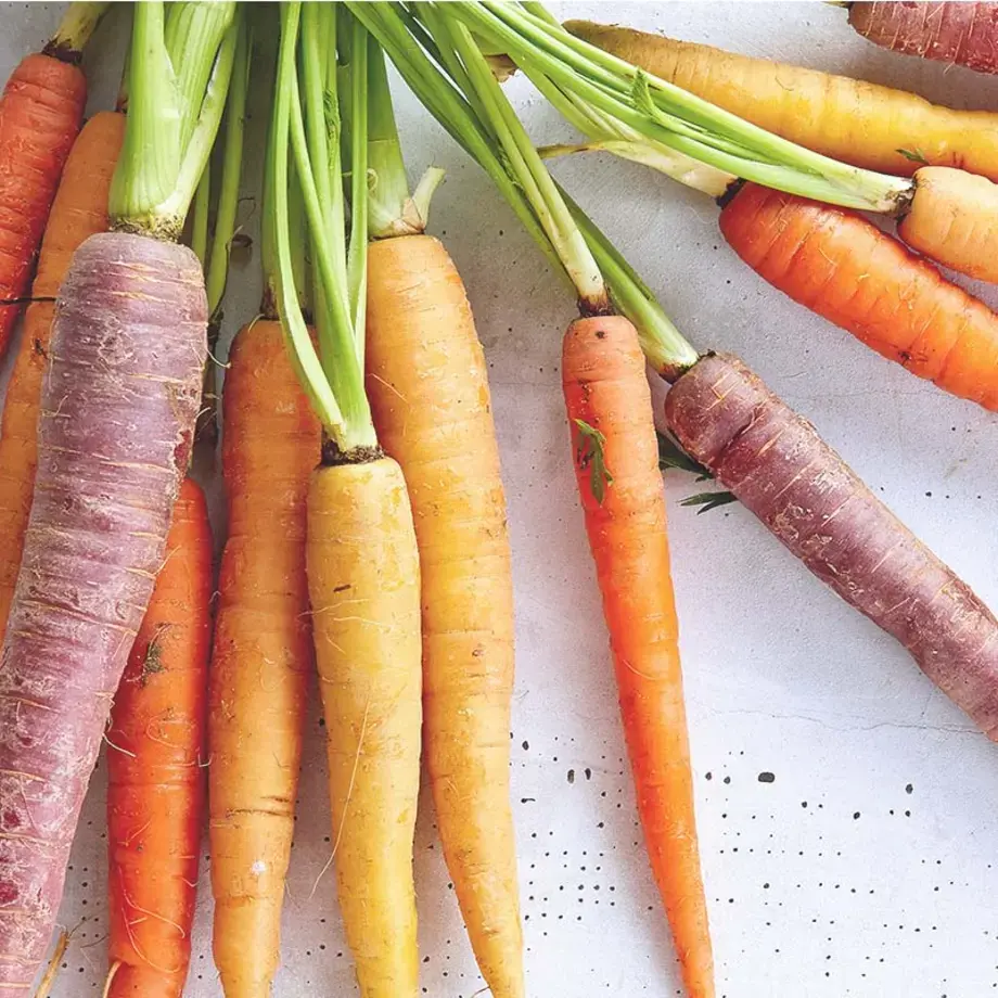 conserver les carottes