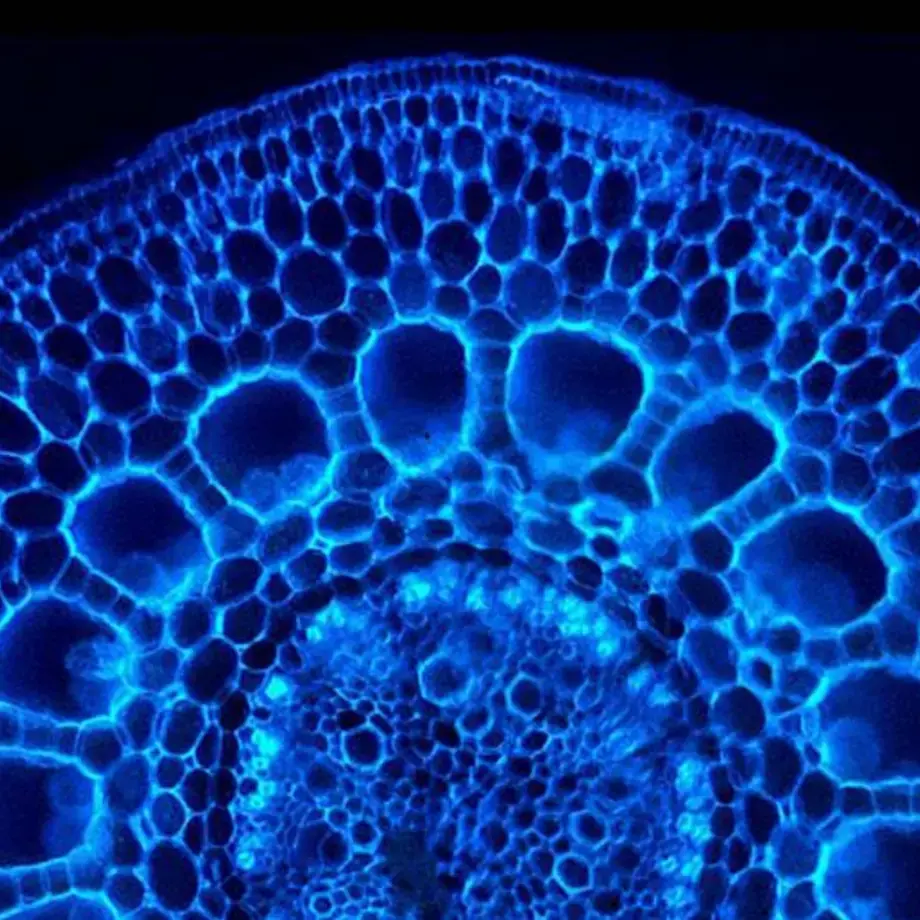 Cuisine moléculaire facile : la Science de la sphérification