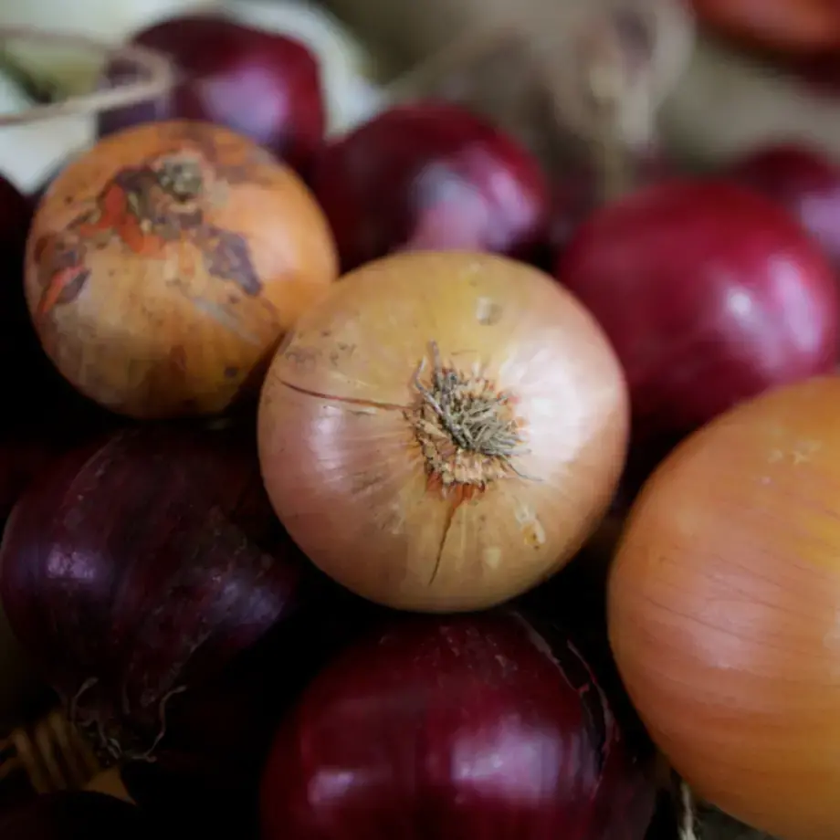 types d'oignons