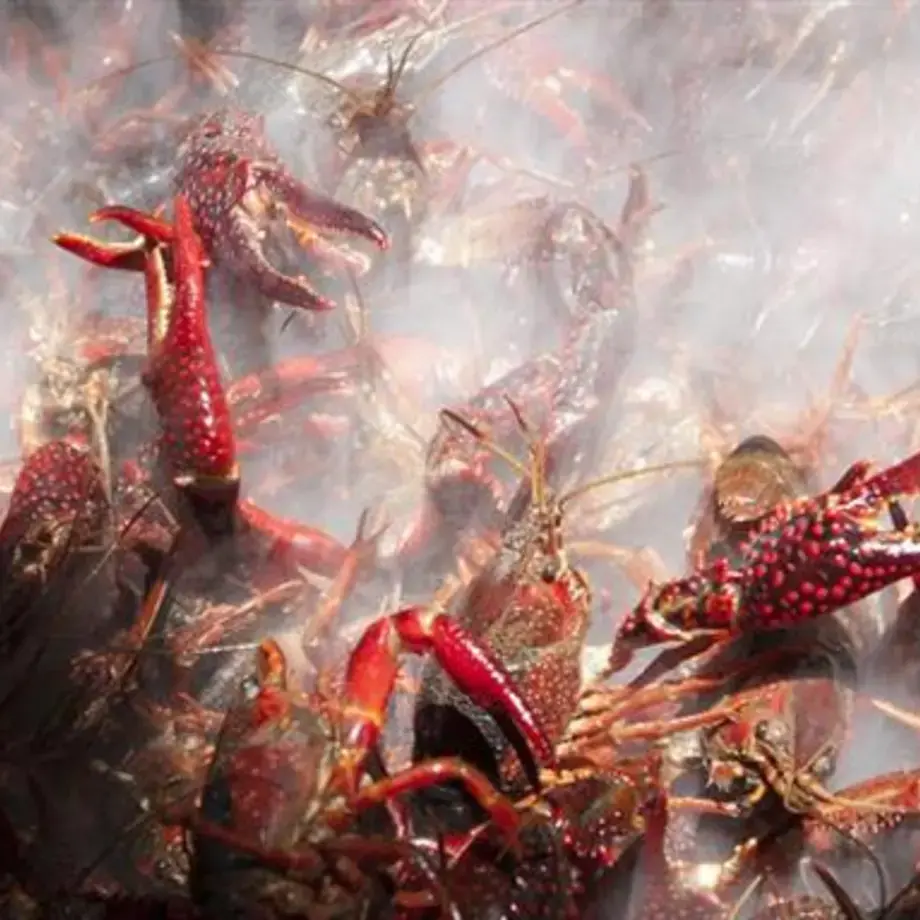 Cuisine à la vapeur : la technique de cuisson la plus saine et la plus rapide