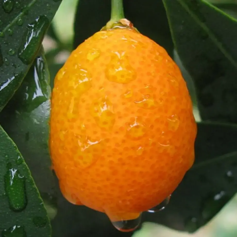 zoom sur un kumquat sur l’arbre