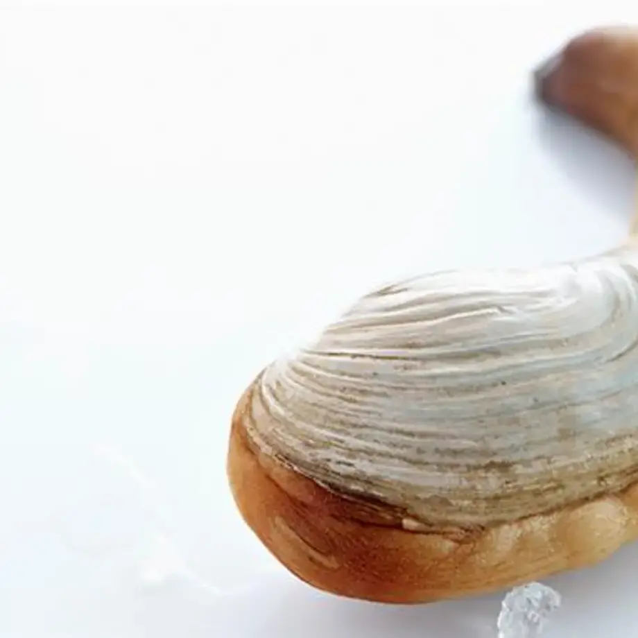Le panope du Pacifique : la palourde géante que vous devez goûter !