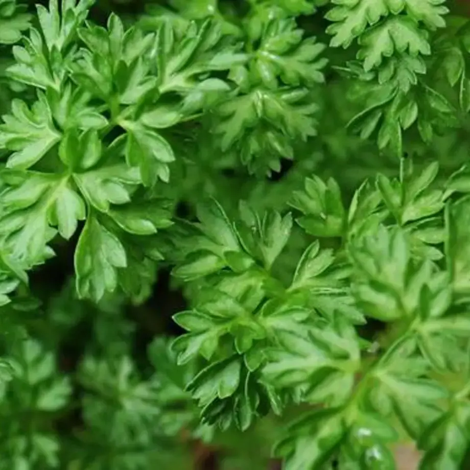 Cerfeuil : recettes et astuces pour l'utiliser en cuisine