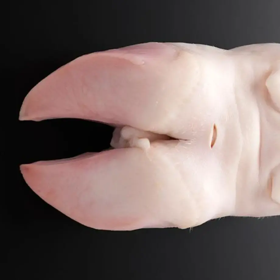 Pieds de porc : comment cuisiner les pieds de porc ?