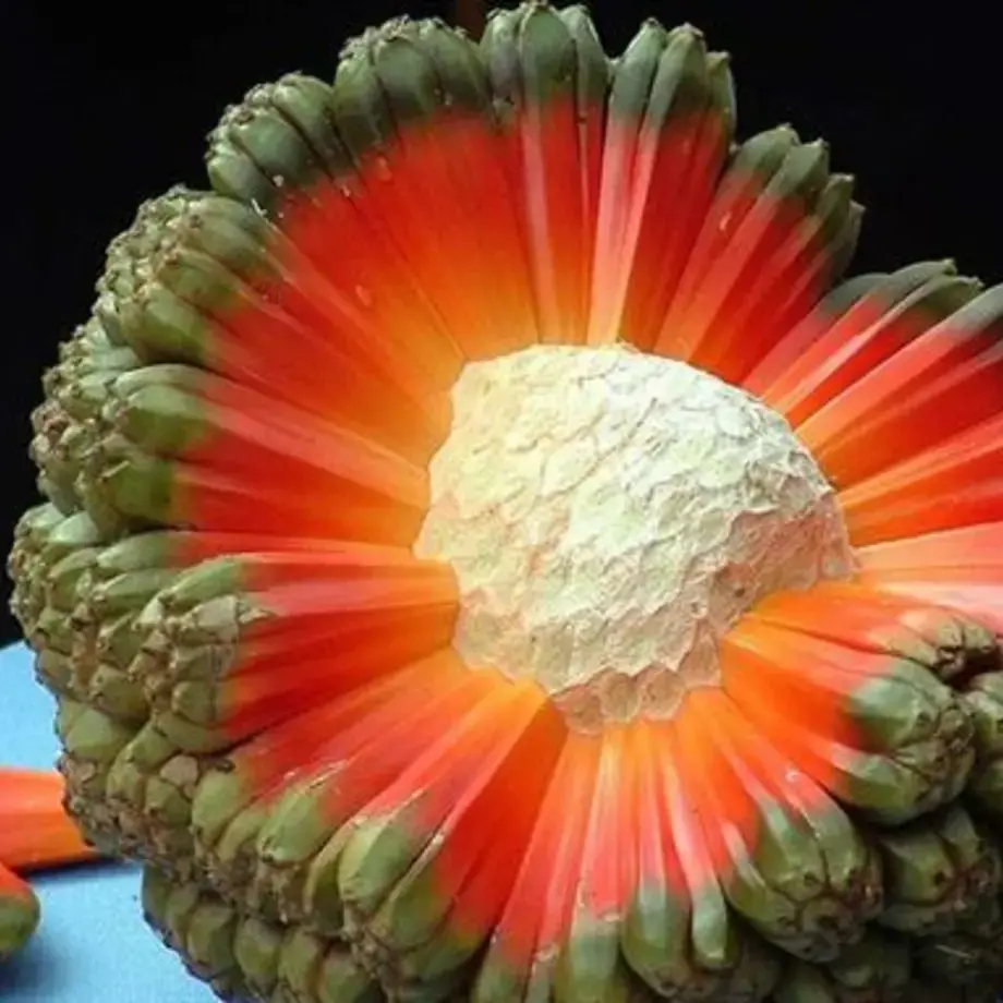 Le hala : ce fruit étrange ressemble à une planète en pleine explosion