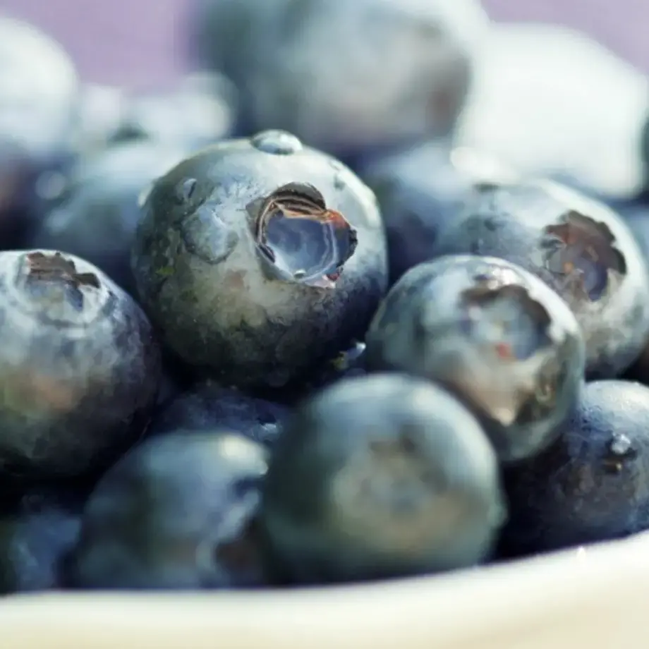 Myrtilles : recettes et astuces pour profiter des myrtilles