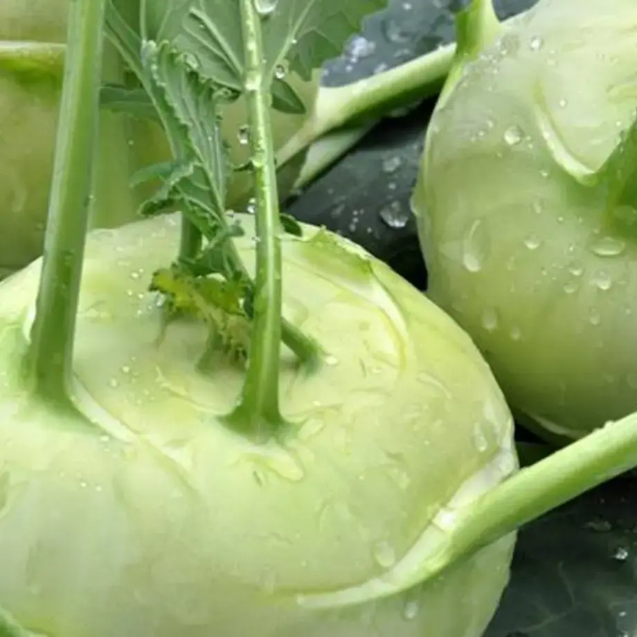 Comment cuisiner le chou-rave : recettes et astuces