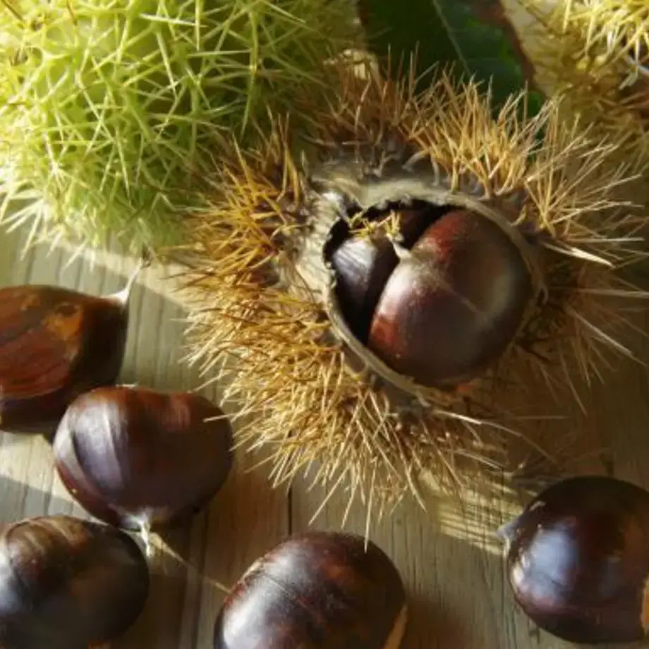 Marrons : recettes salées et astuces de cuisson