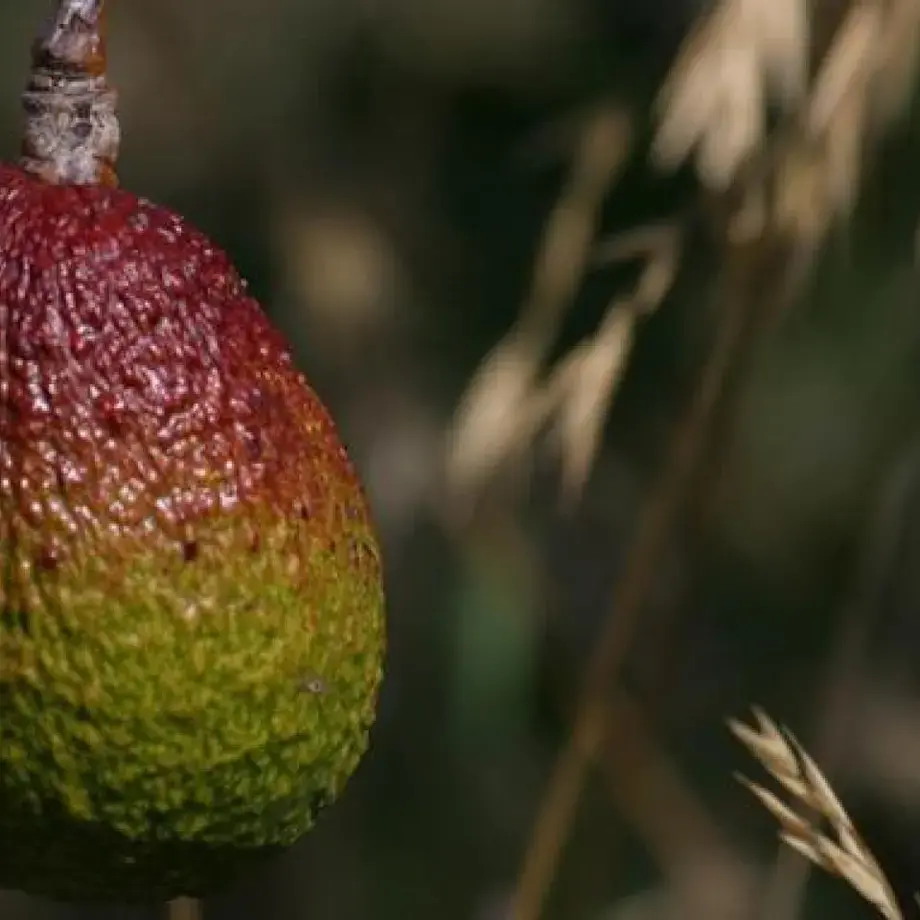 Variétés avocat