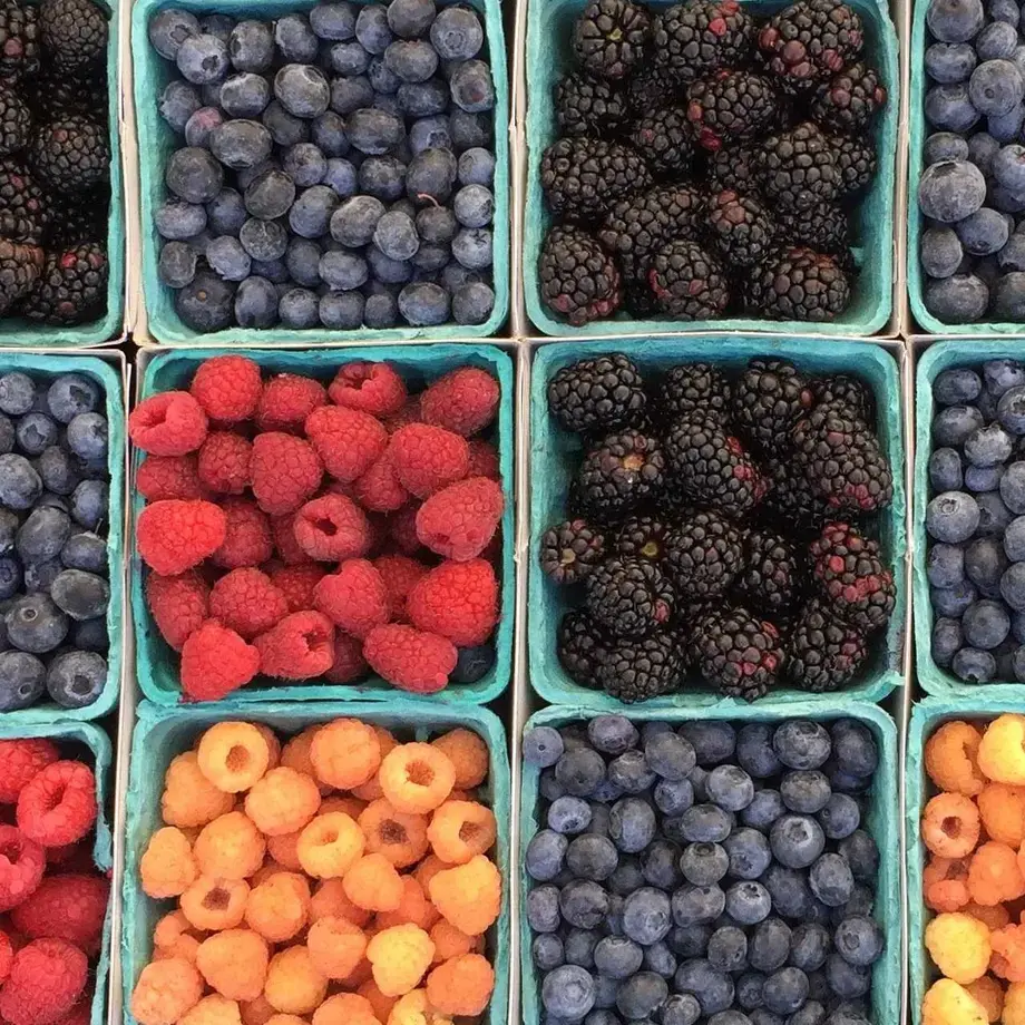 baies sauvages comestibles