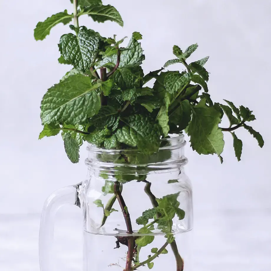 comment conserver la menthe fraiche - Fine Dining Lovers