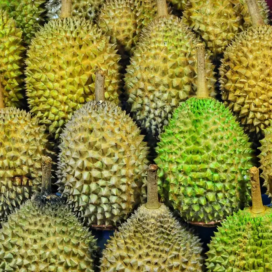 durian fruit ou durio zibethinus