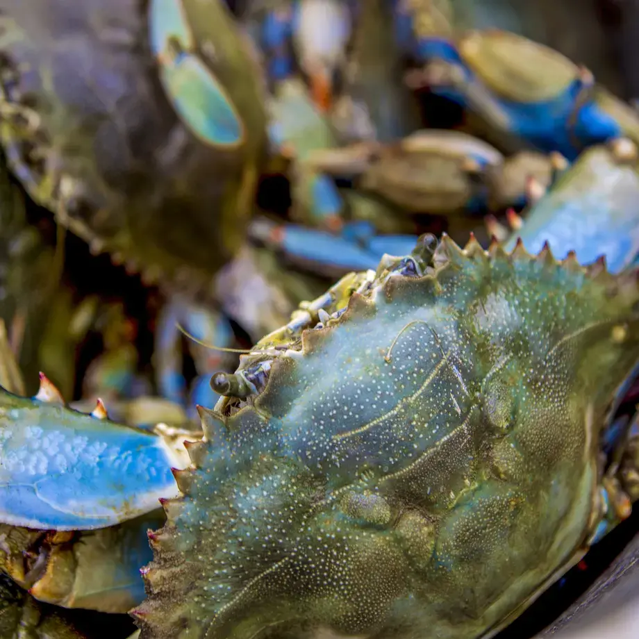 espèces invasives