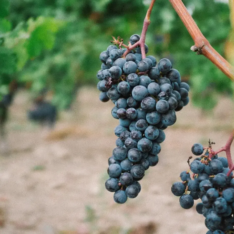 variété de raisin - Fine Dining Lovers