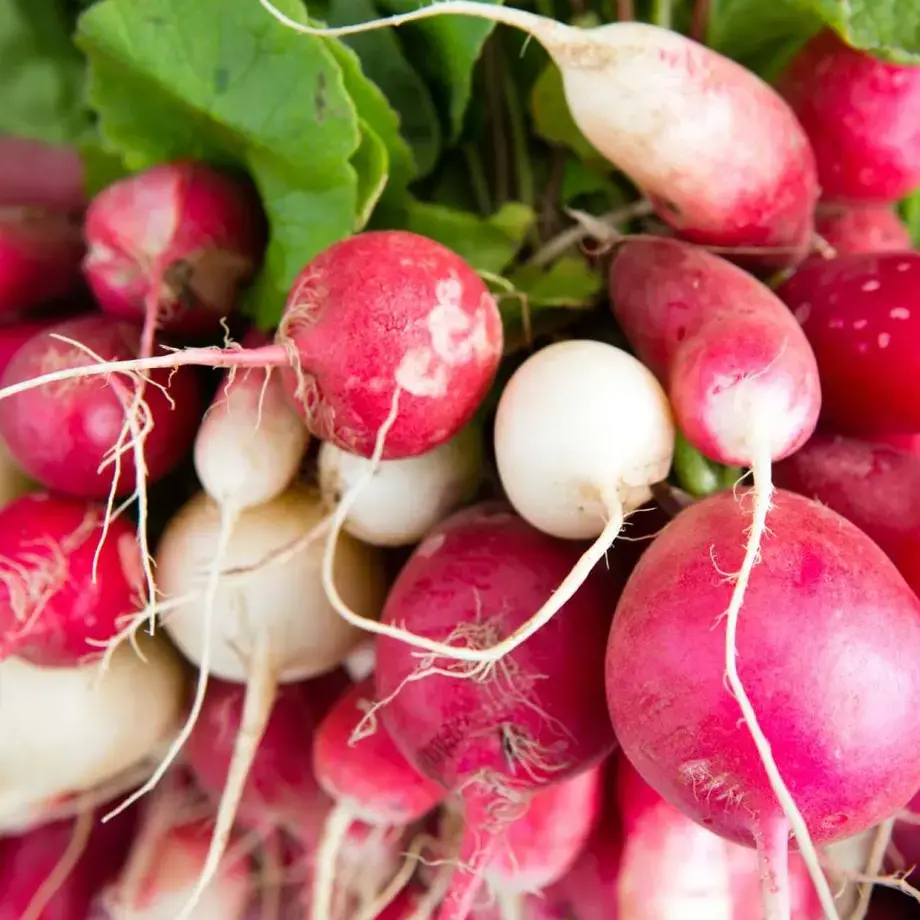 Variétés de radis