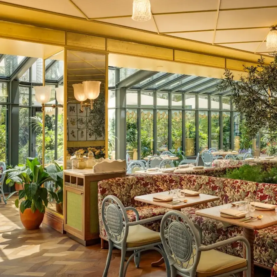 Golden Poppy Golden Poppy