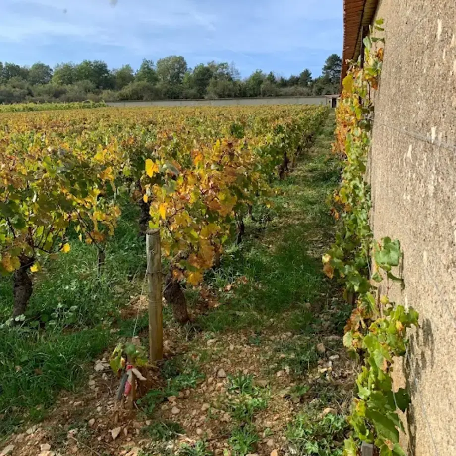 Montrachet Montrachet