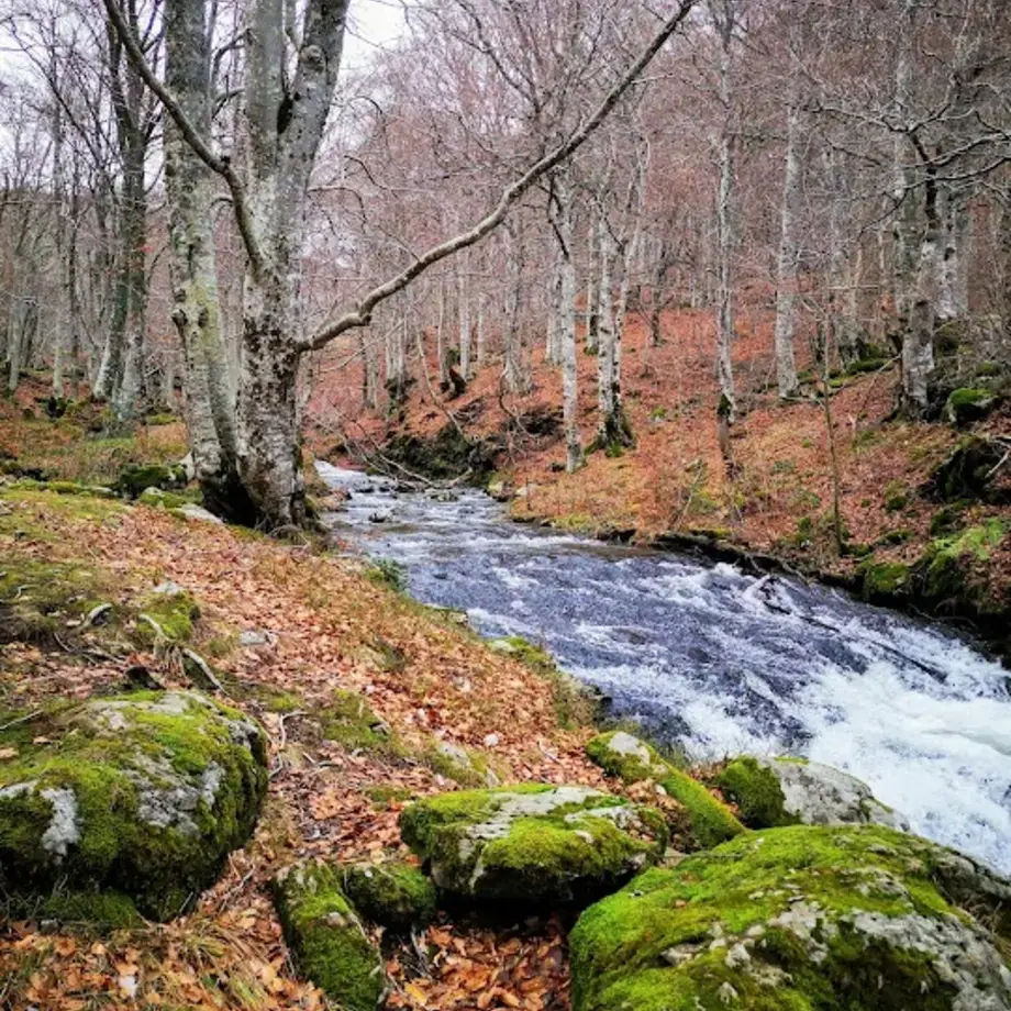 Route de l'Aubrac