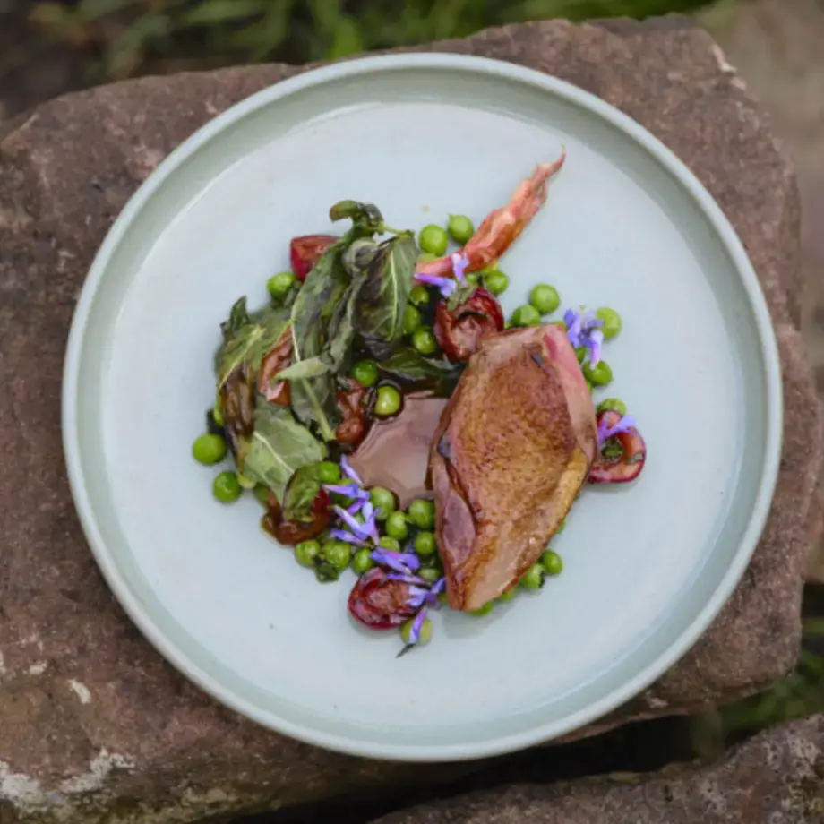 pigeon jerome jaegle