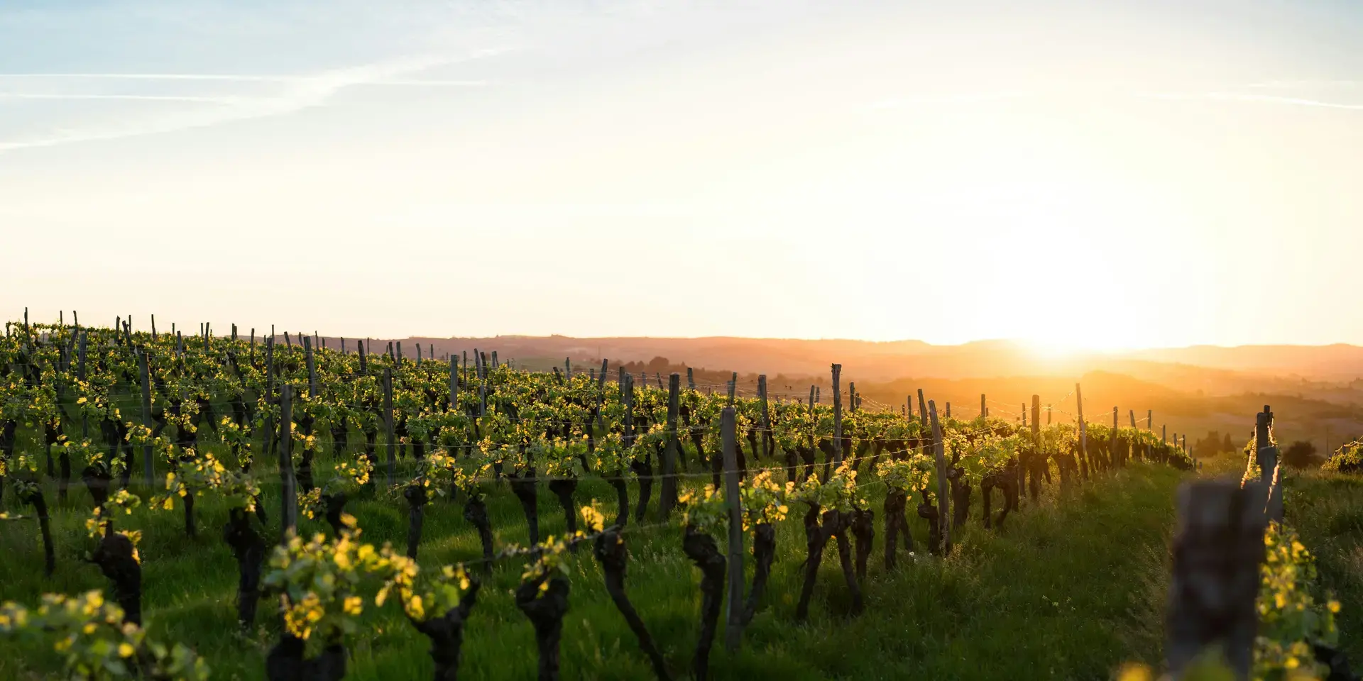 Vignoble au coucher du soleil, baigné de lumière dorée, offrant un paysage paisible et verdoyant aux collines ondulantes.
