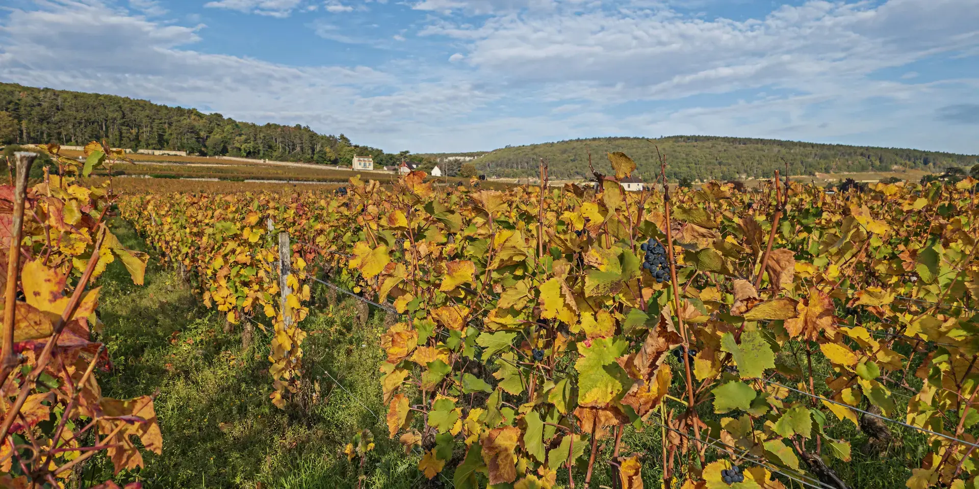Vignes dorées en automne sous un ciel bleu, capturant l’essence des paysages viticoles français entre nature et tradition.