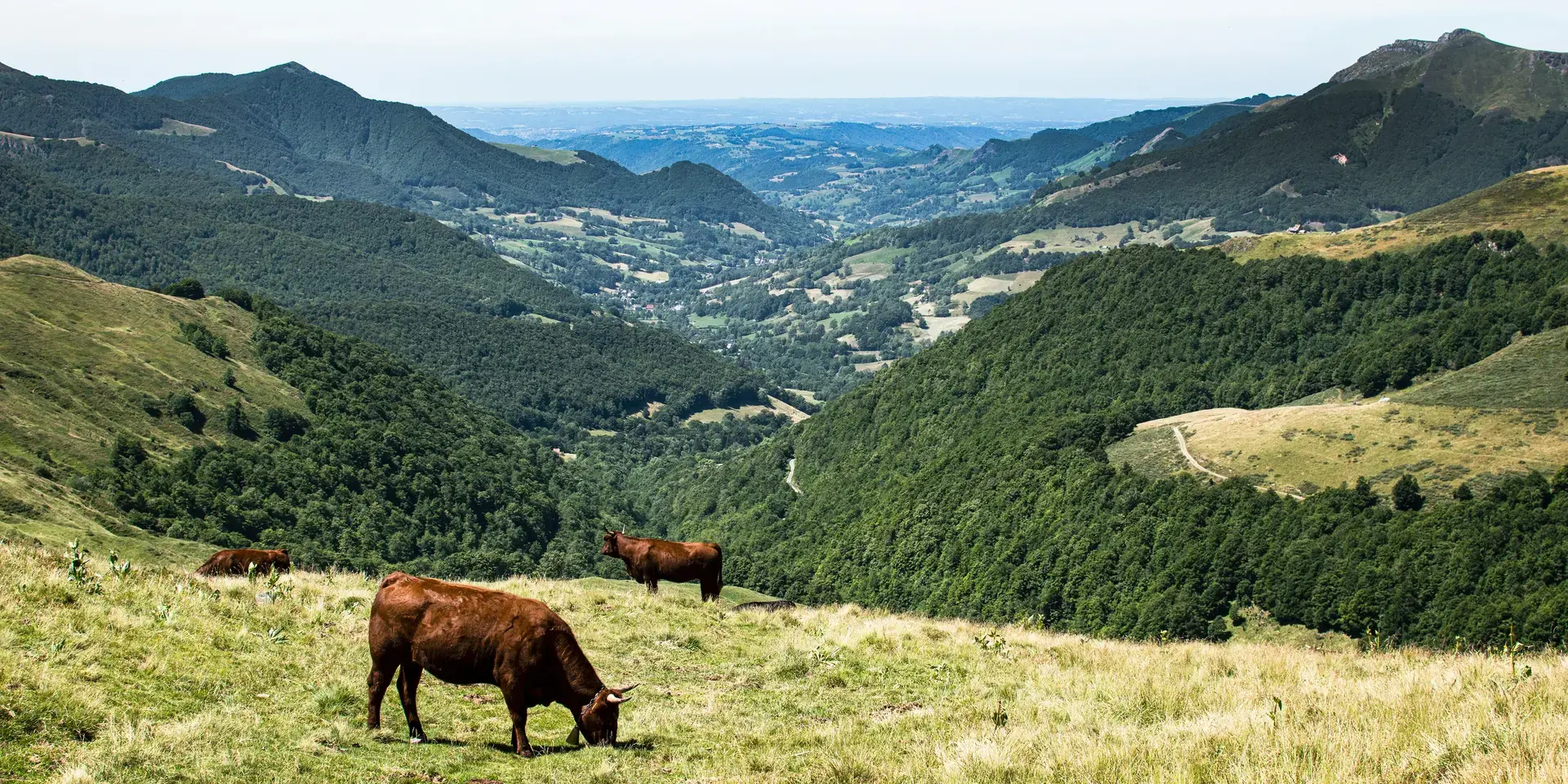 Cantal