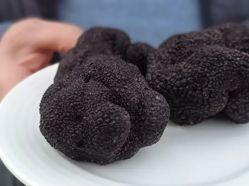 comment bien choisir la truffe